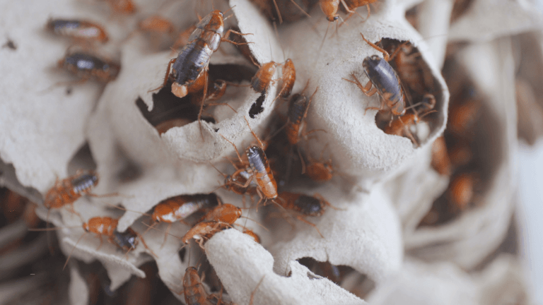 Fumigation & Pest Control